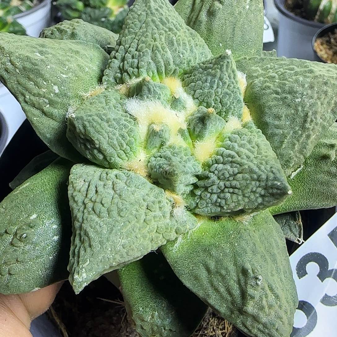 大怒涛835仙人球开花