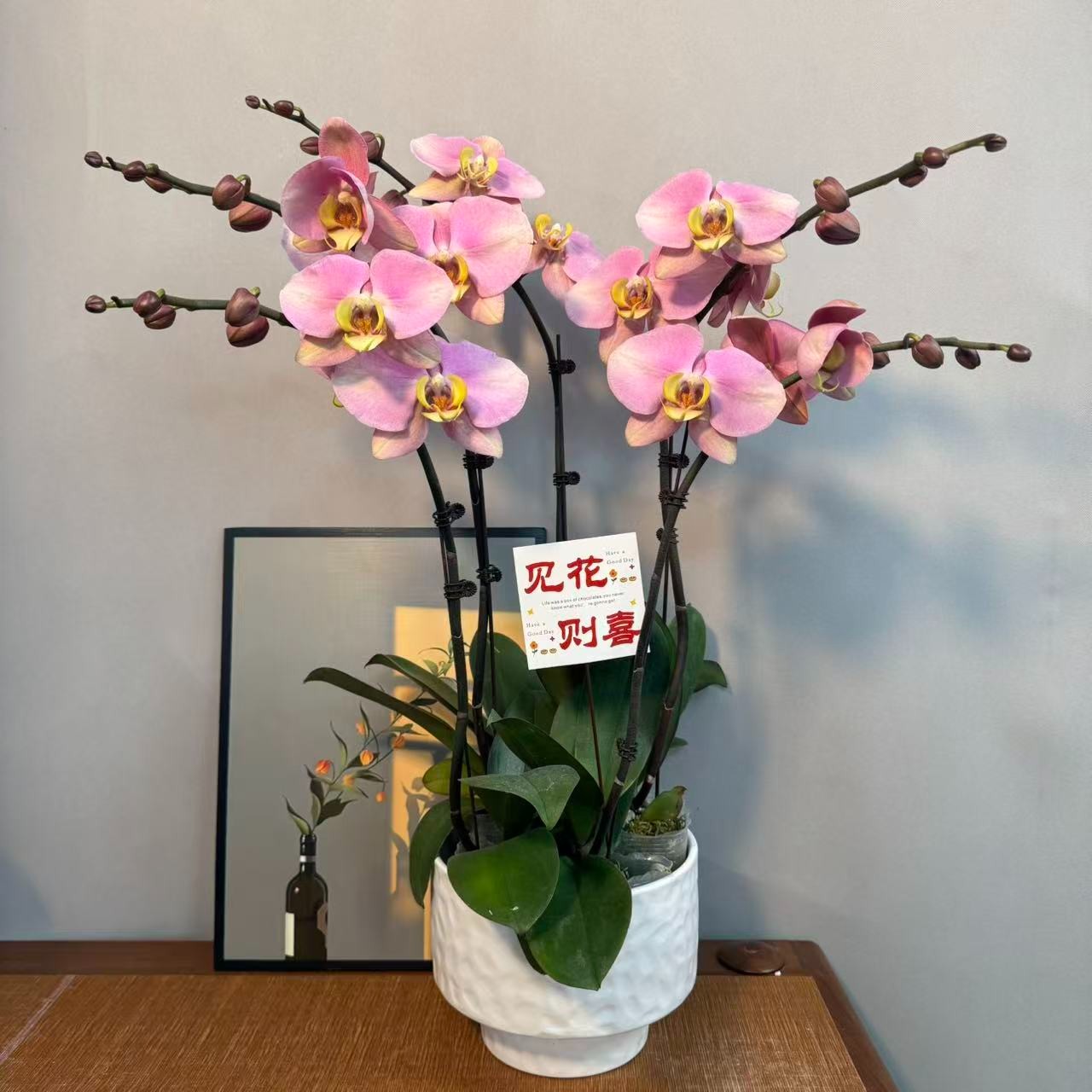 蝴蝶兰【巴哈马】复古粉色植株室内礼品花高端绿植花卉小众品种