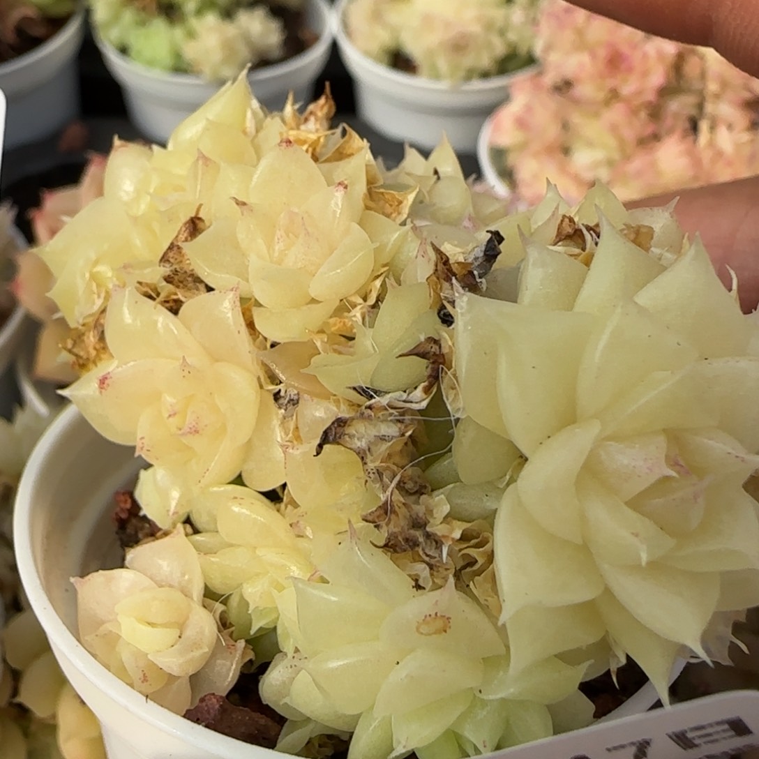 花语逸境0217-480散