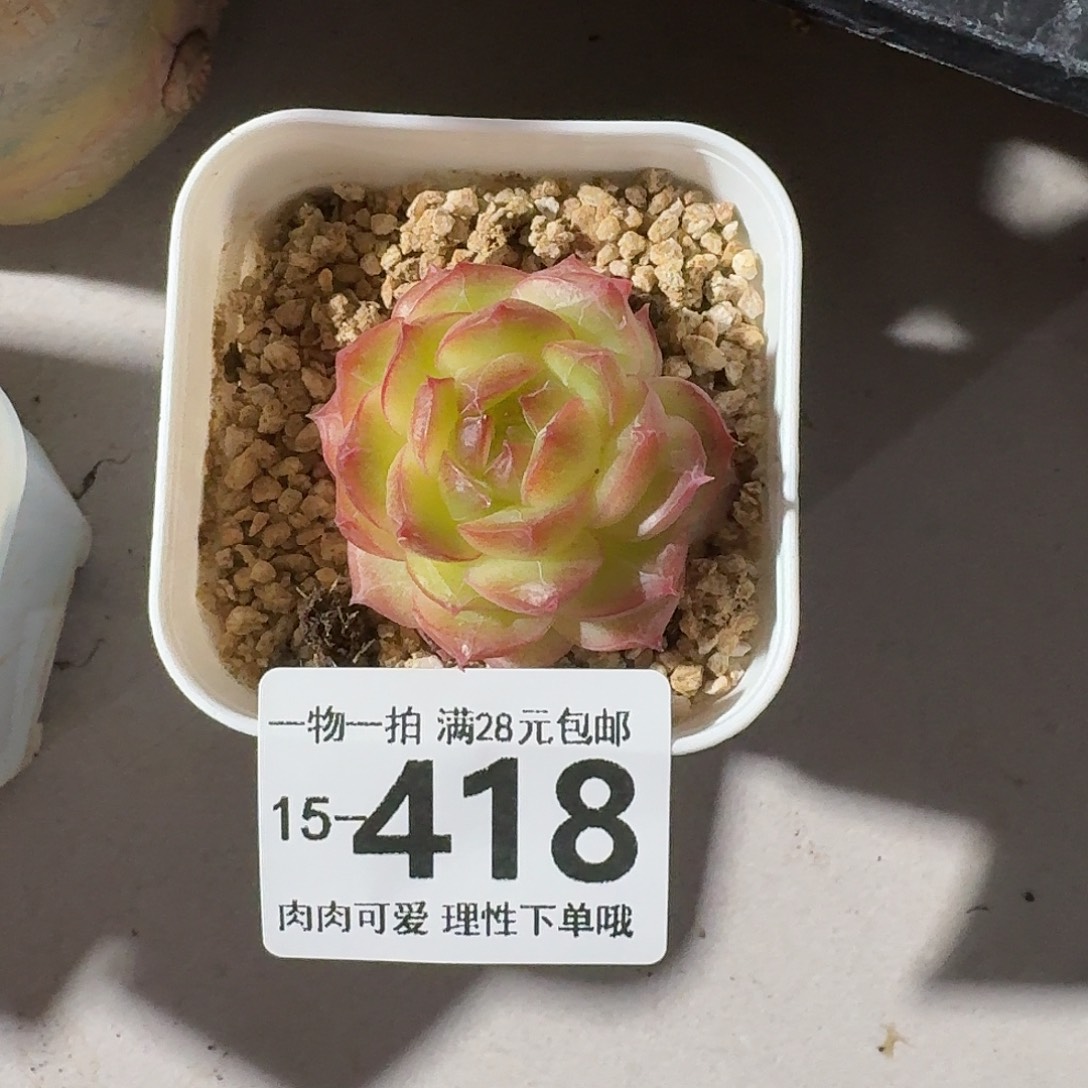 珍菲无盆土发货无