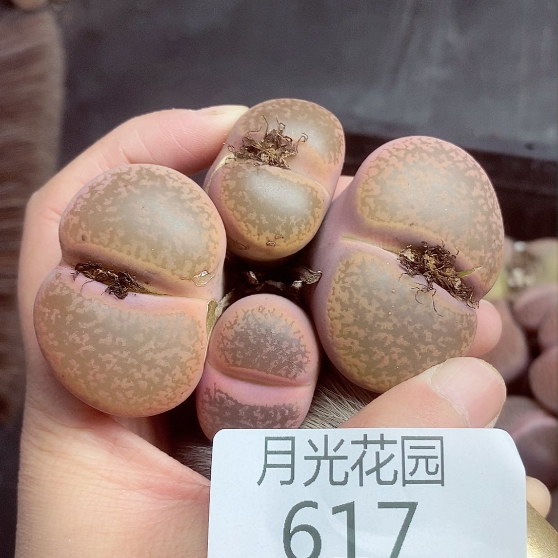 我还想和他们出去逛逛看看啊我617