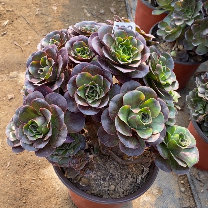 魅金多肉断头不包723