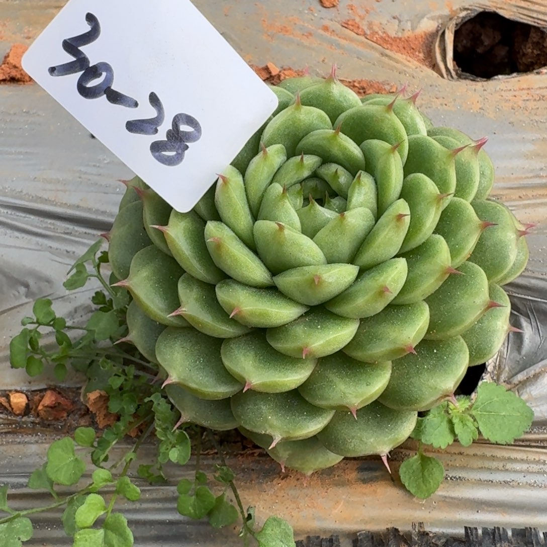 麦秆一颗一物一拍30-28