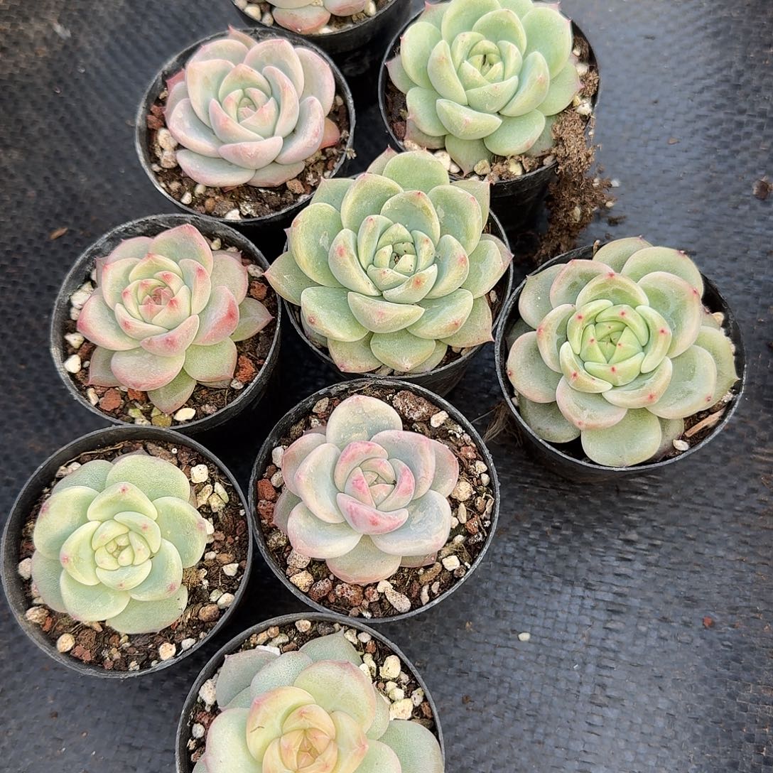 2-31左五宽叶珍妮五颗量拍