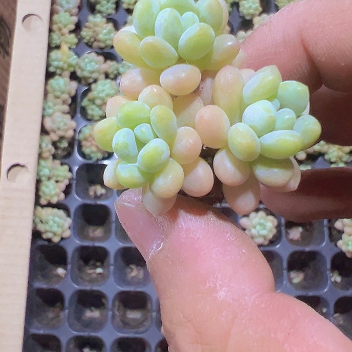 洛可可精品多肉植物大战