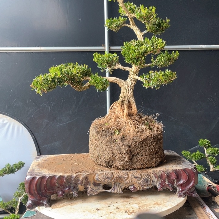 完全开放霍黄杨盆景园林植物