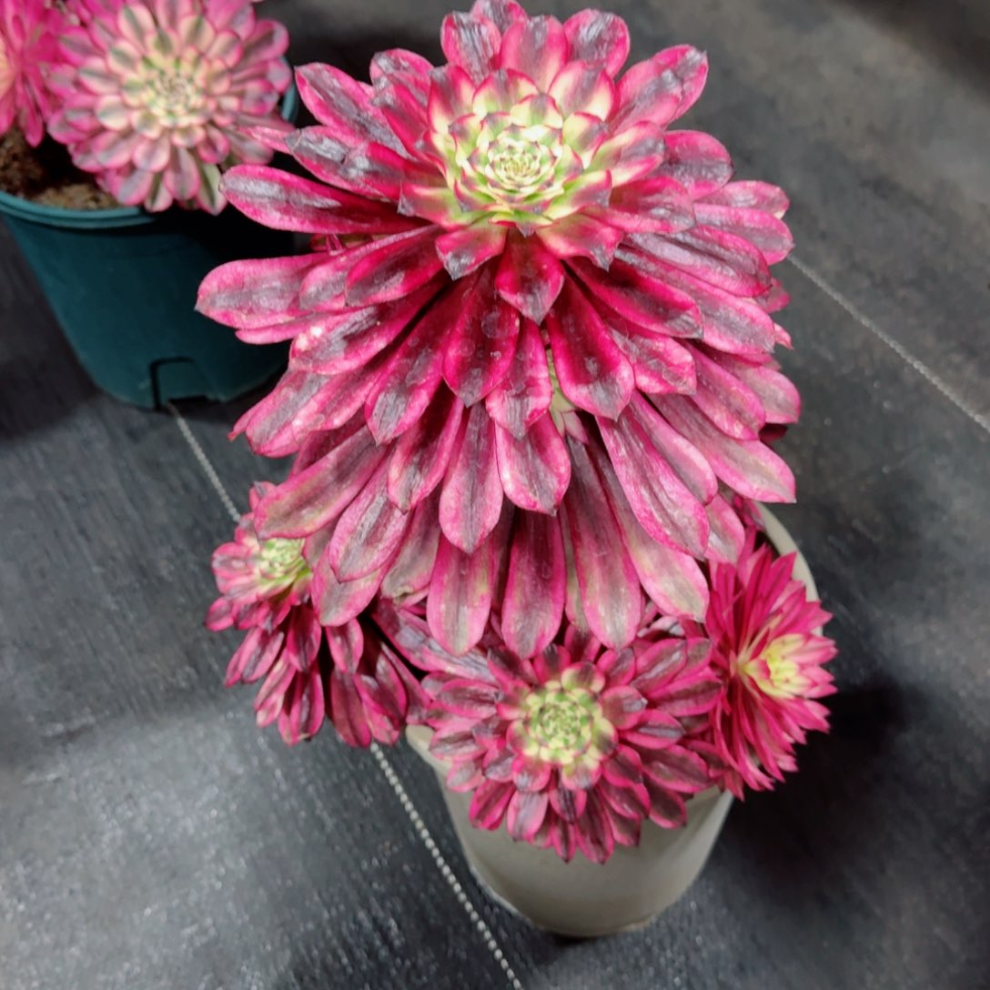 多肉植物发货发货