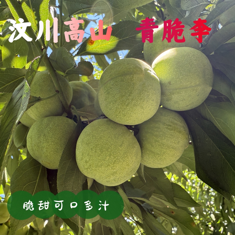 【京东】汶川高山青脆李脱骨李脆甜多汁羌山大李蜂糖李新鲜现摘直发