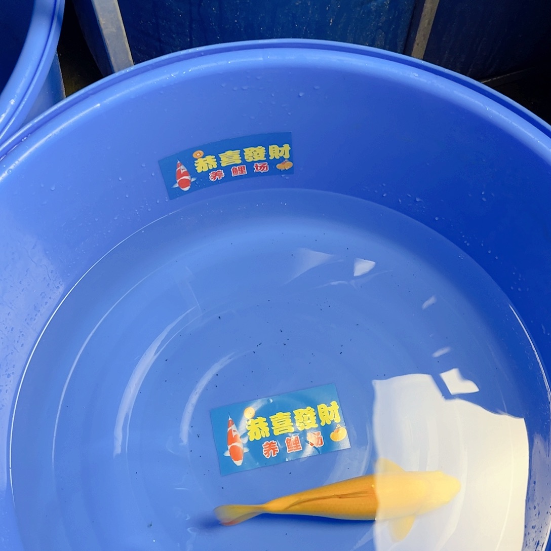 恭喜发财东海介子