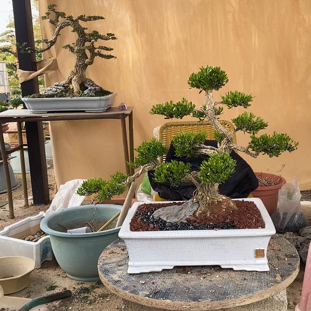 当前无花朵，栽培后可花朵