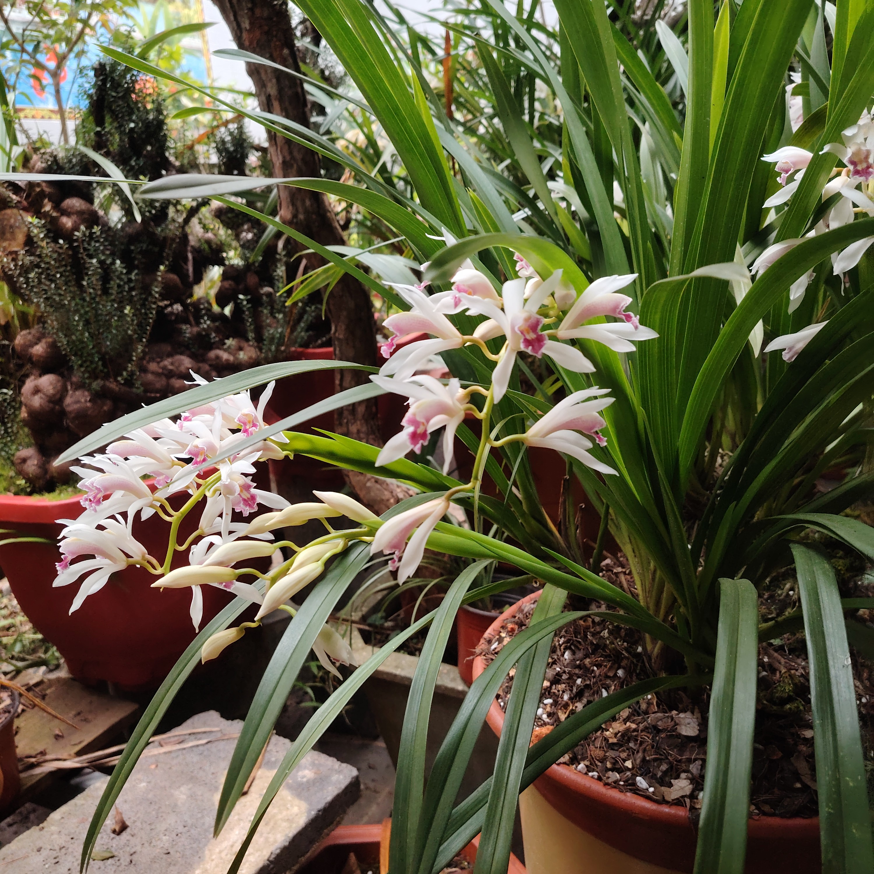 腾冲本地兰草一物一拍