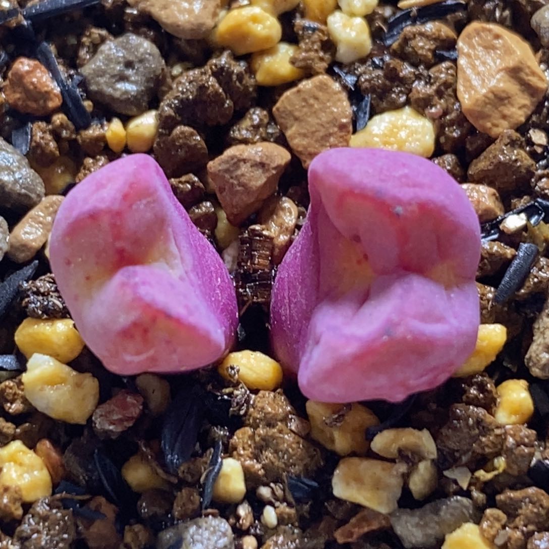 好看好看八重猴好看好看