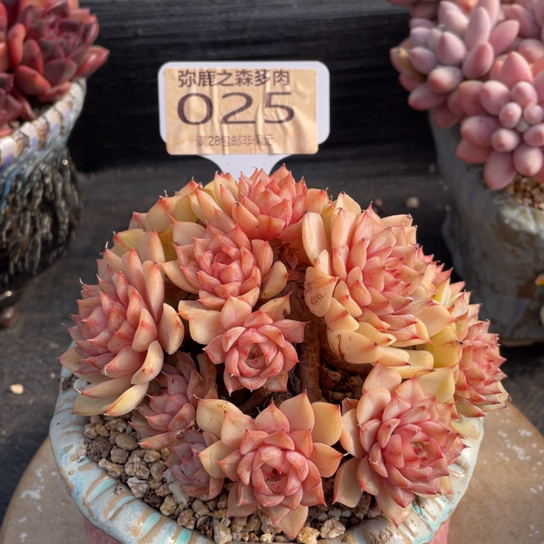 弥鹿之森多肉0025