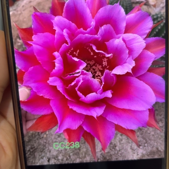 仙人球侧芽歪cc238