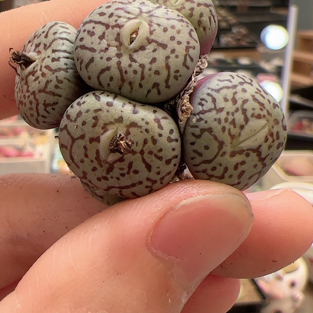 【闪购商品】308 福利