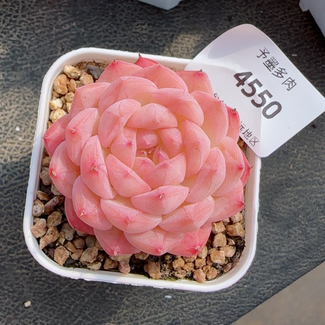 美心，4550多肉植物
