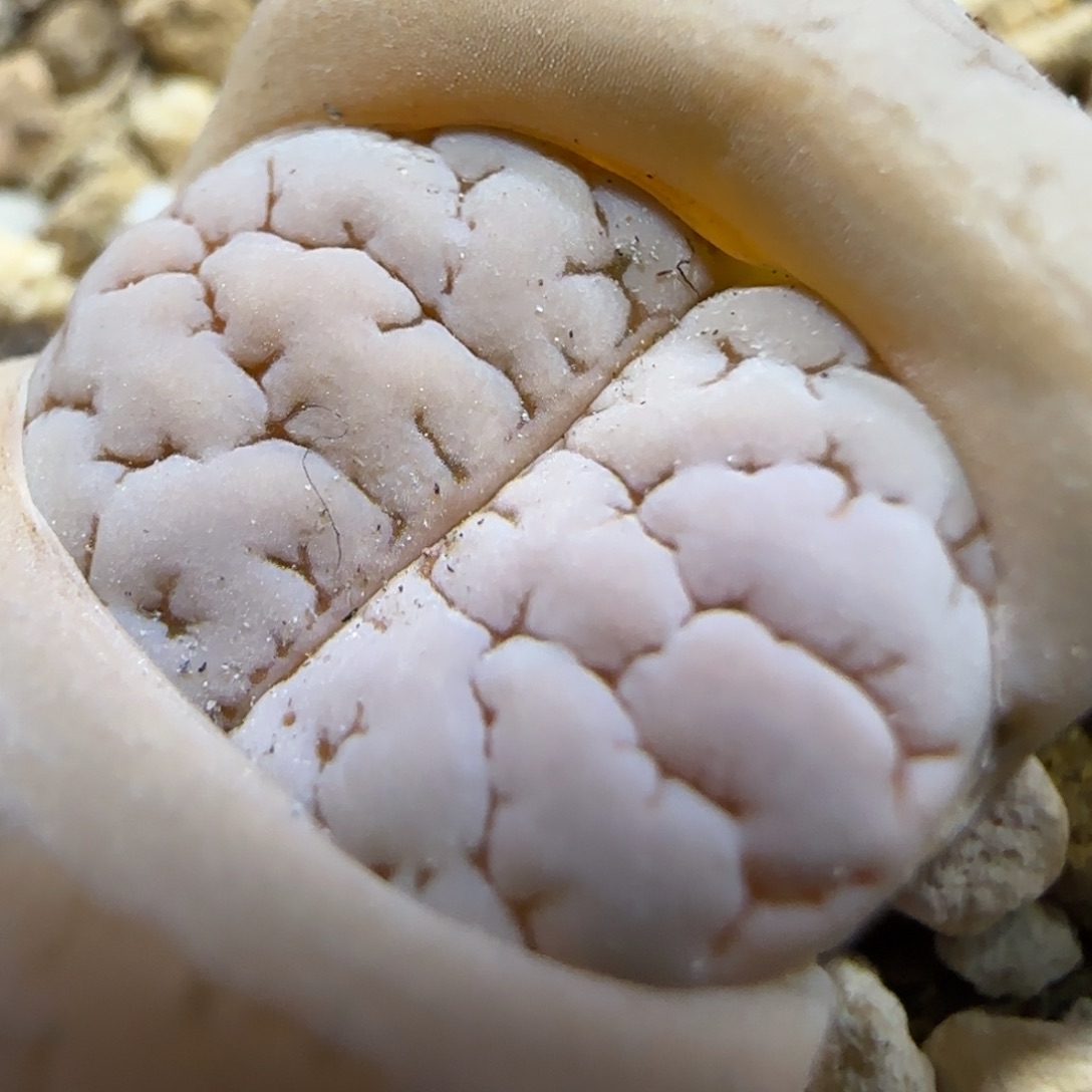 1.13 上播福利 C189 6009