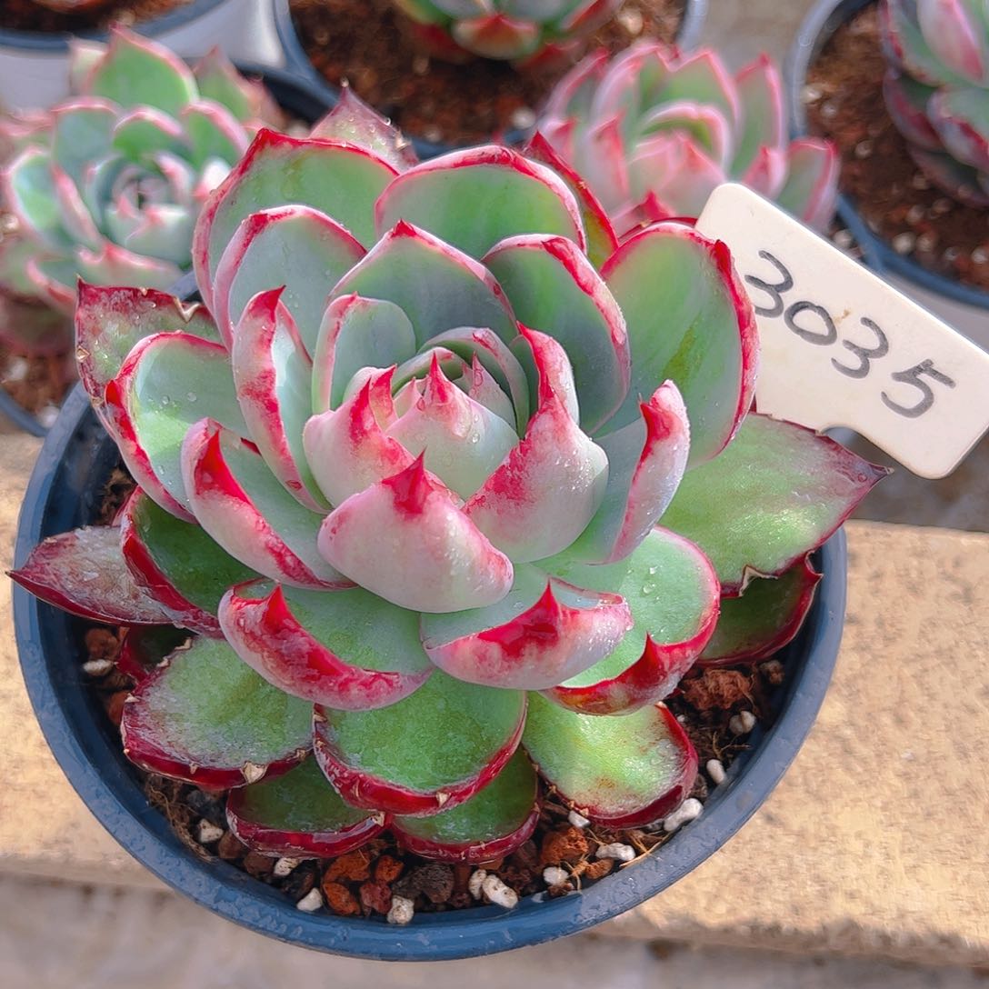 惊鸿仙子一物一拍3035号