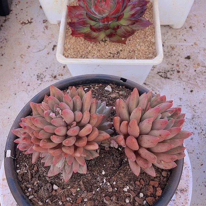 糖宝红蜻蜓多肉植物