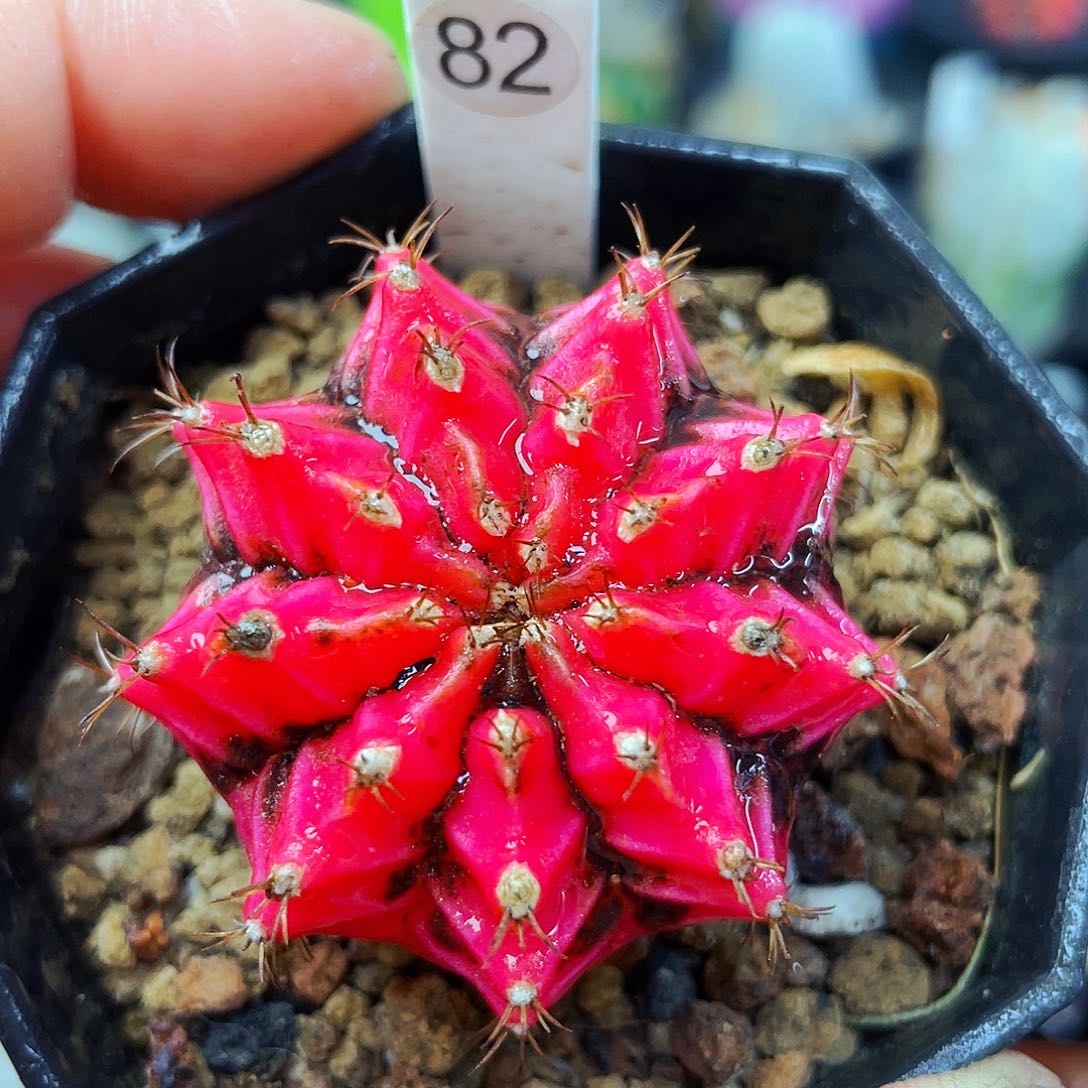 非偏远地区满25包邮仙人球