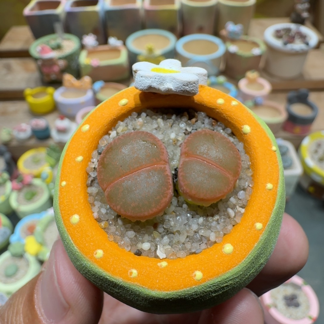 蘑菇1544红薰多肉植物