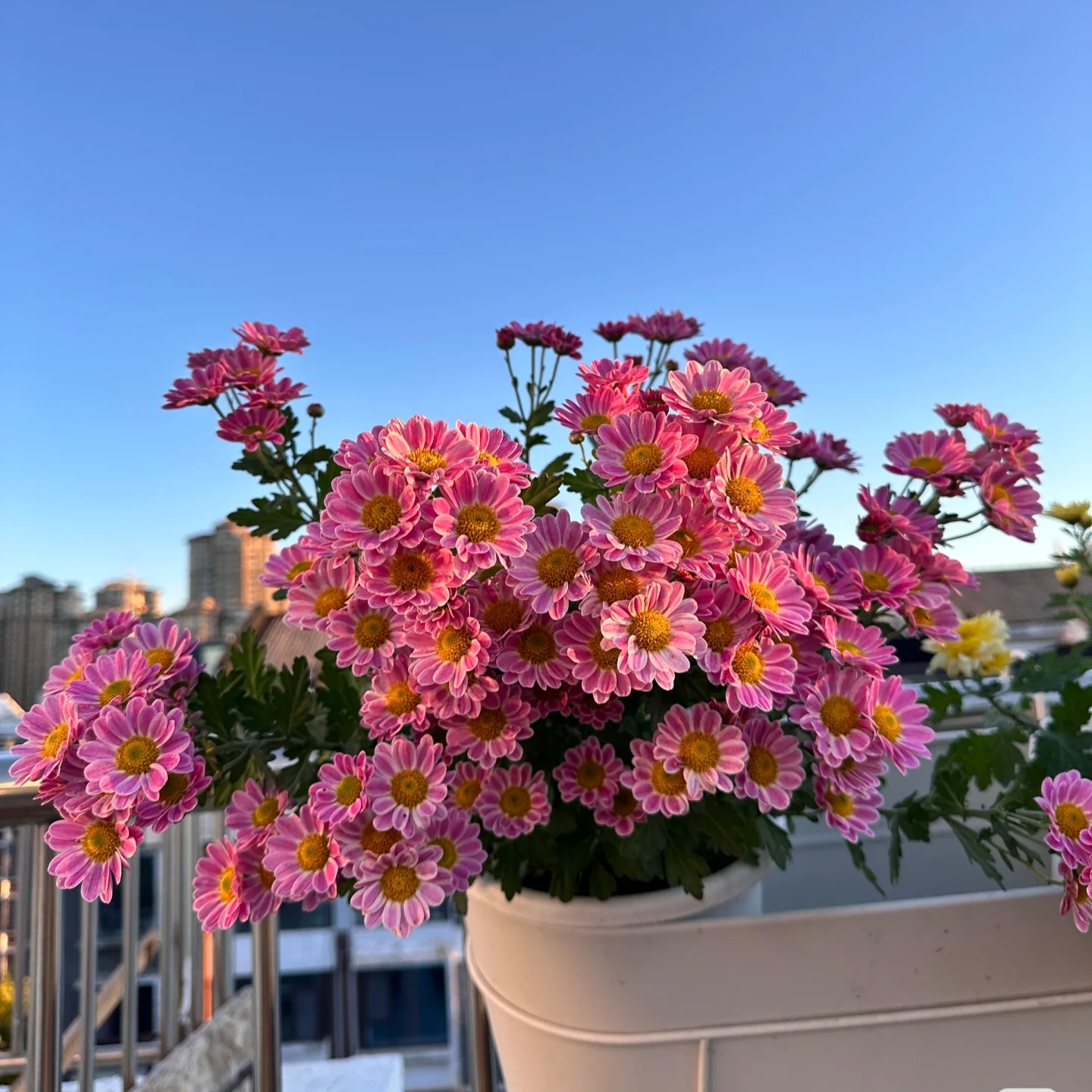 鲁一尼盆栽多头切花菊花多年生四季开花好养易活阳台庭院耐寒耐热