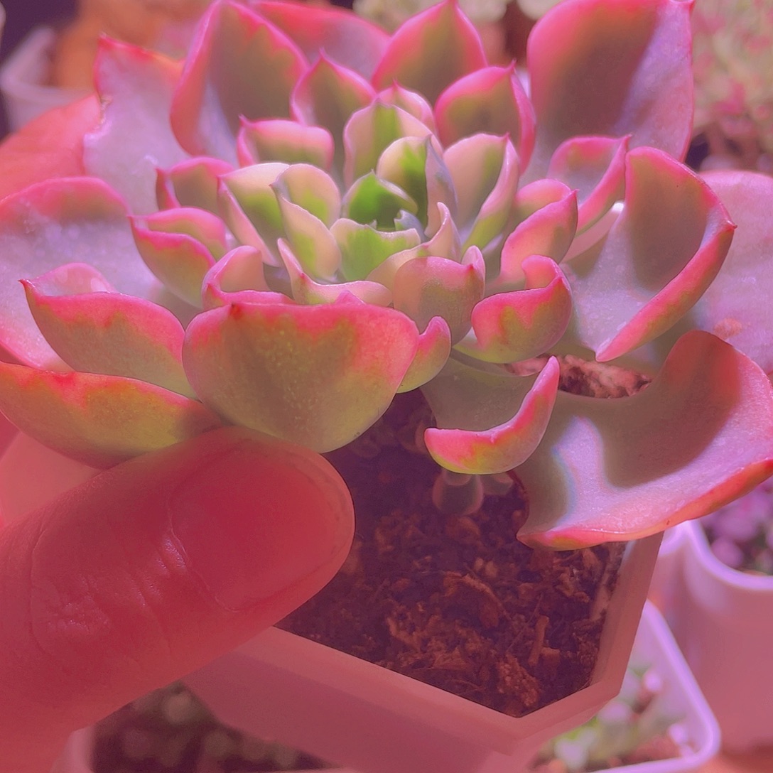 雨滴锦带很多侧芽