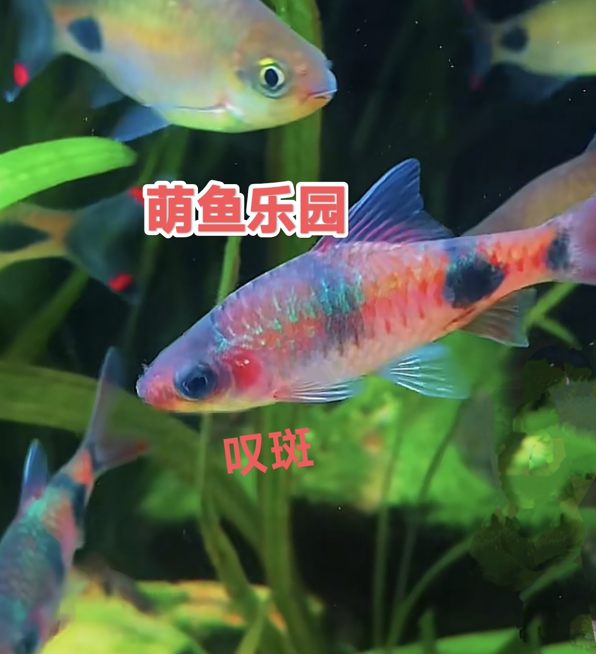 叹斑道金斯鲃彩虹鲫冷水原生群游好养新手活体淡水鱼