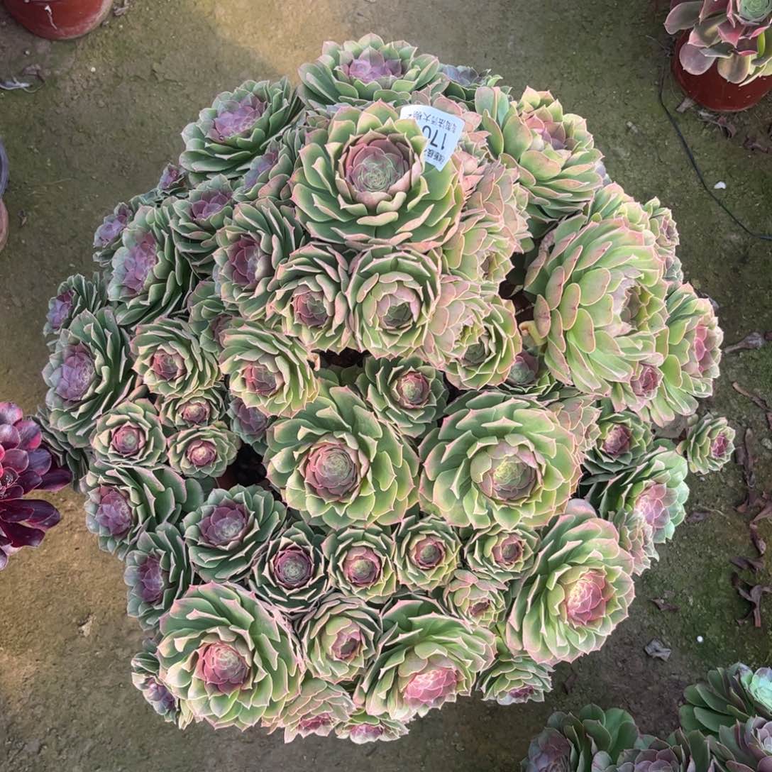 170万圣节多肉植物法师