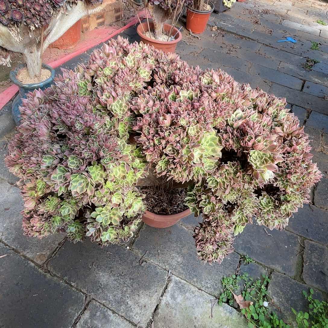 【闪购商品】无花朵女神