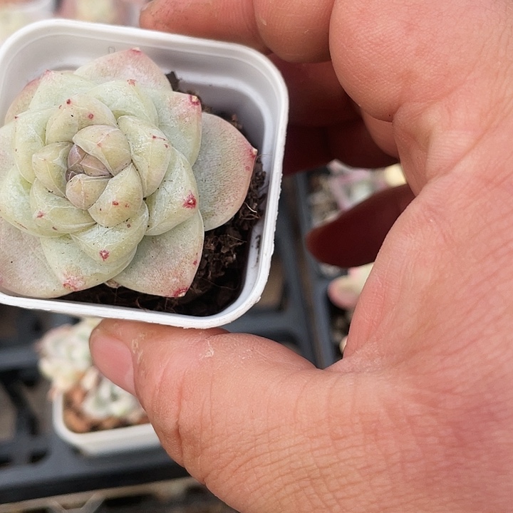 白泽9.9一盆88888888888888