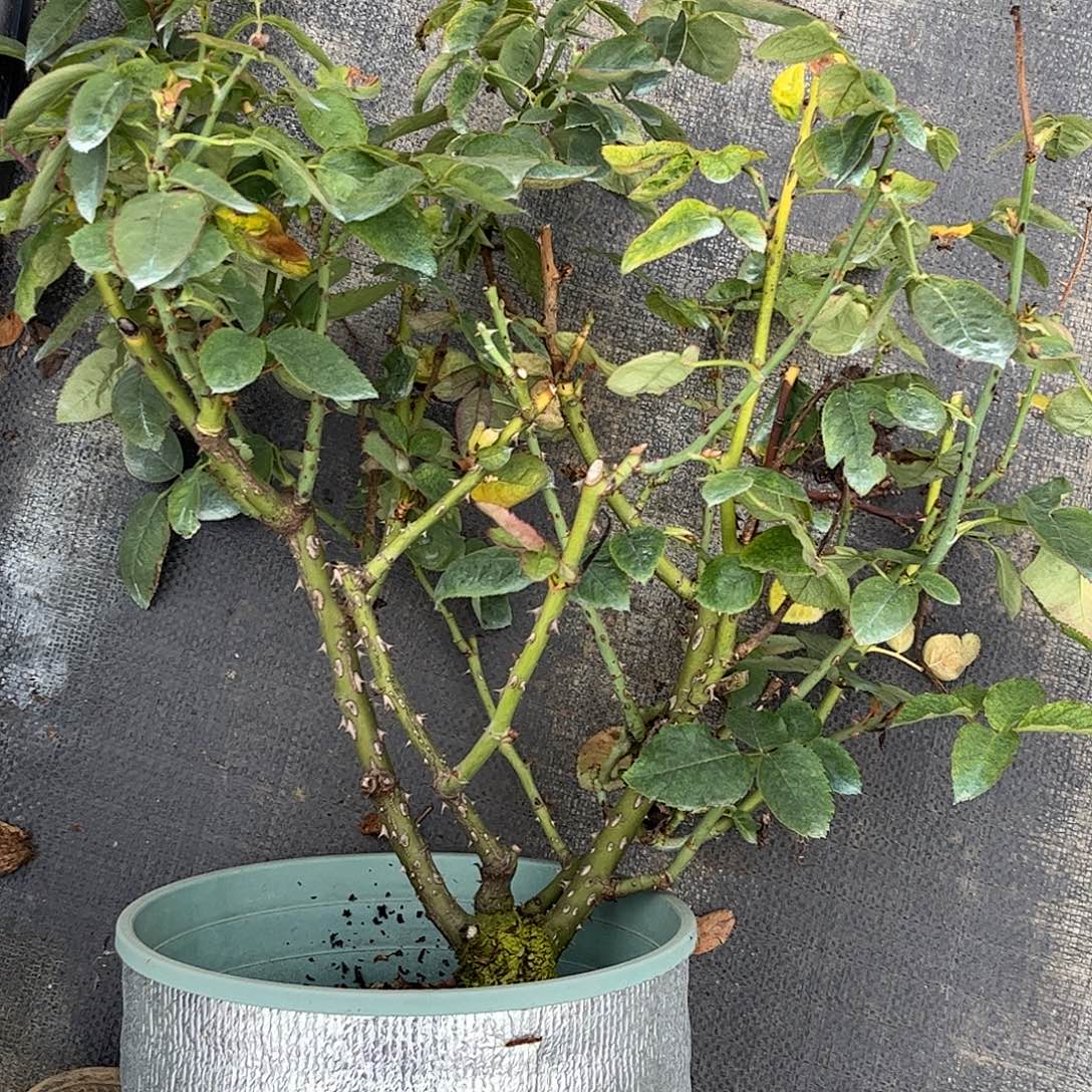 无花朵东方明珠，1.8加仑土球发货