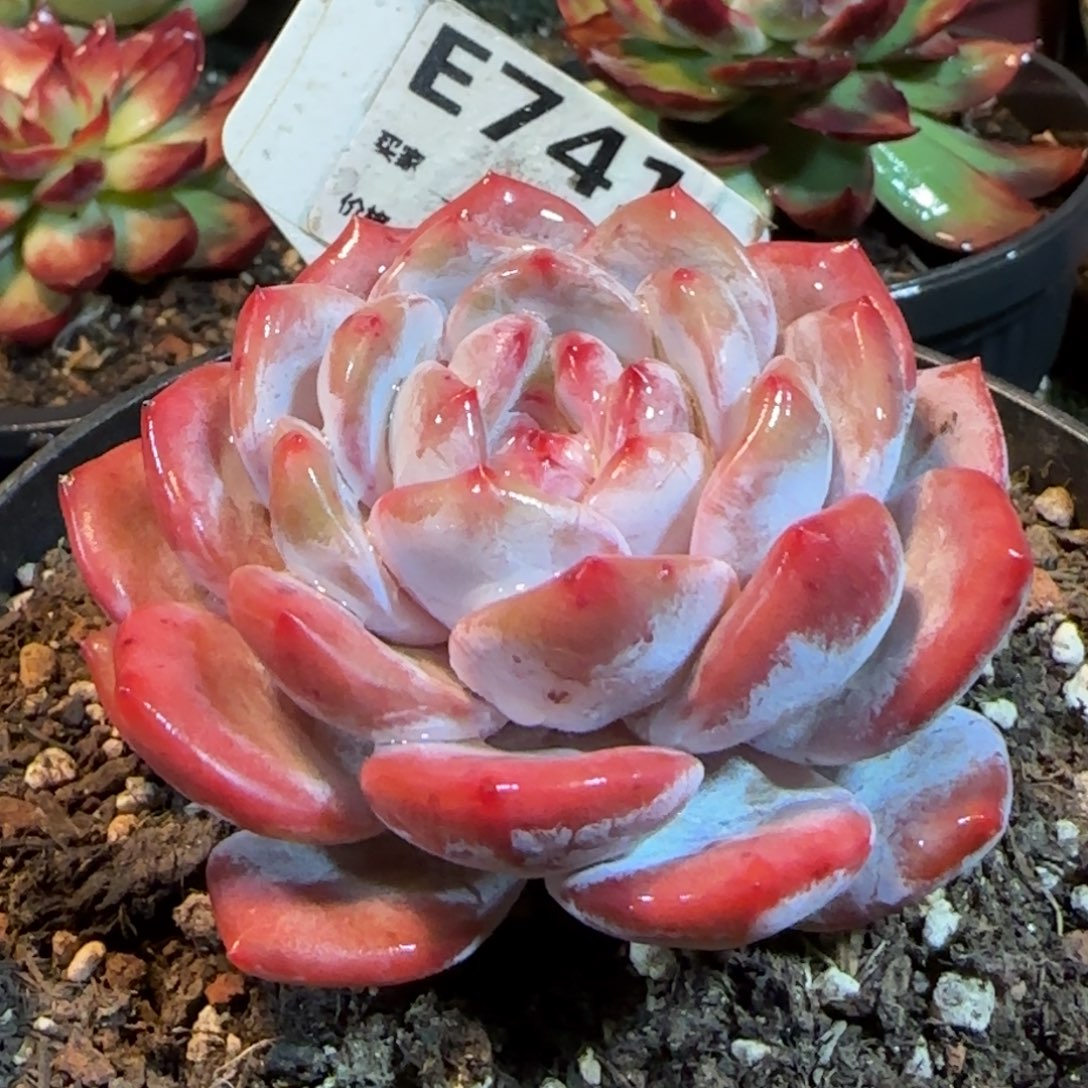 橙梦露惊鸿一物一拍包装收缩花旱741