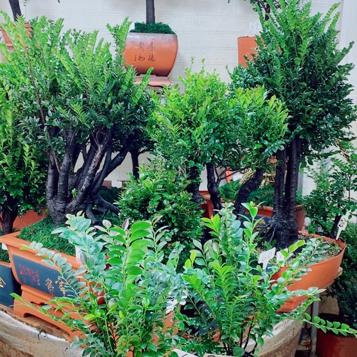 雪***山完全开放63，302编号