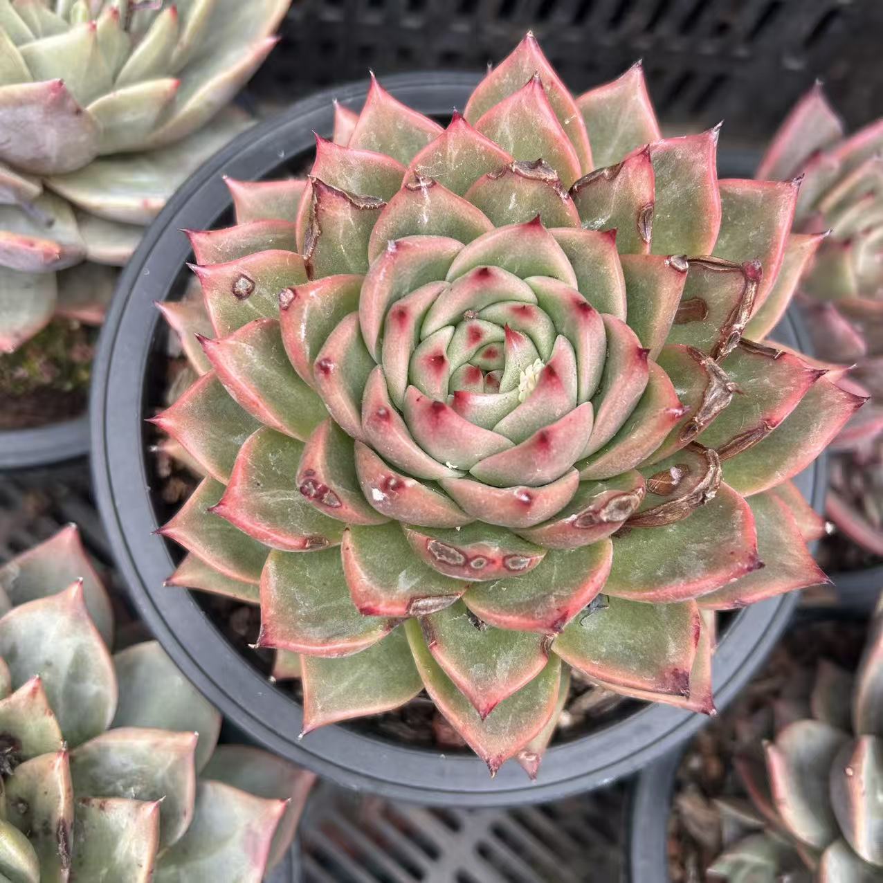 大单头百加列 挑大的       多肉