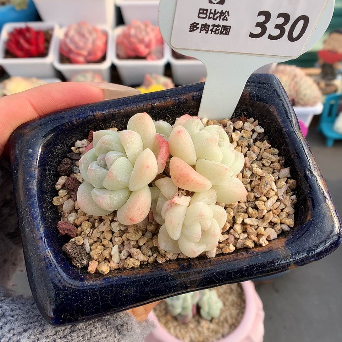 330五头模特同款冰玉多肉