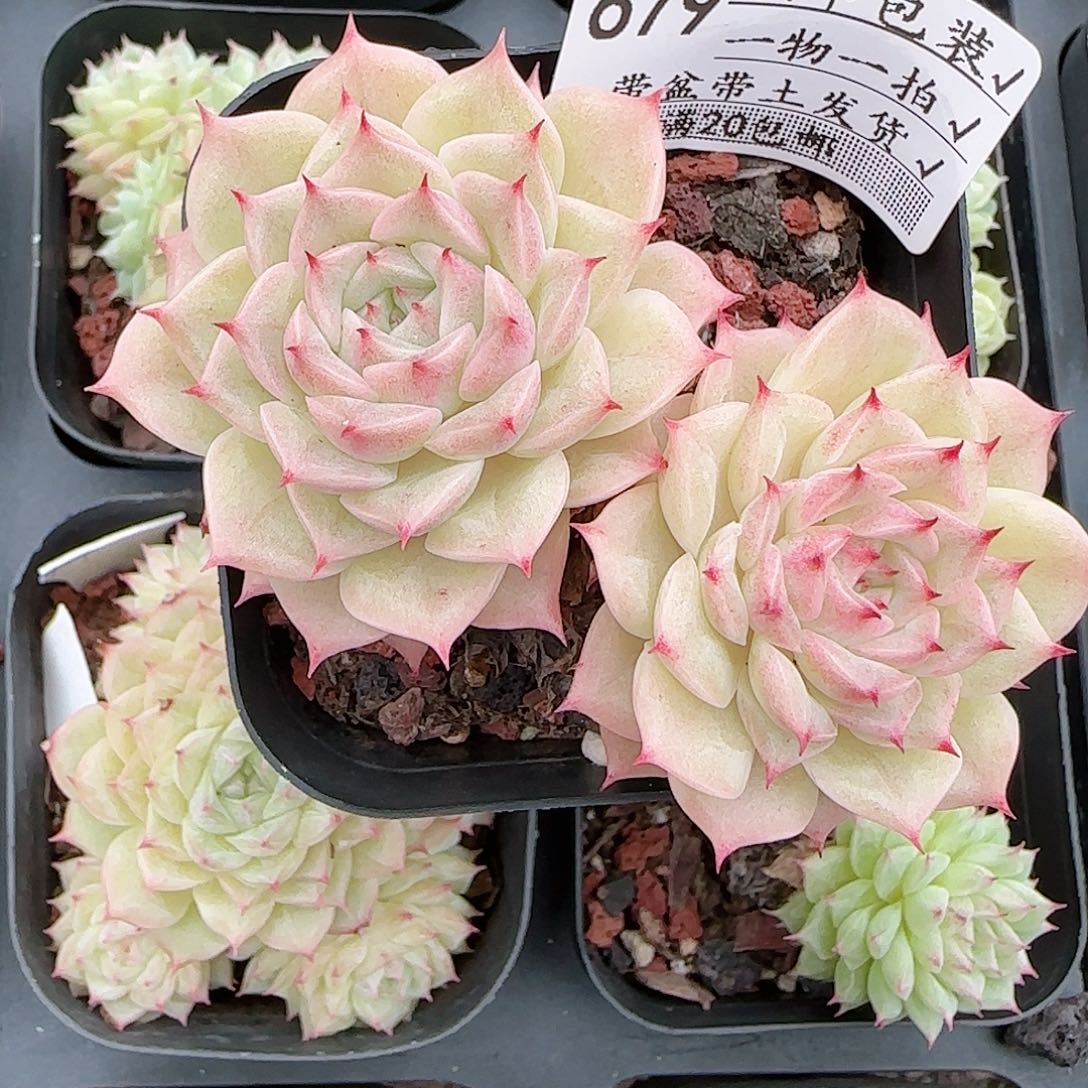 1108----679可能散