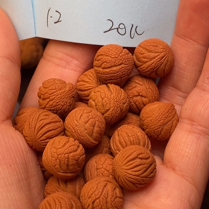 手串文玩核桃秦岭龙纹桃核12尺寸