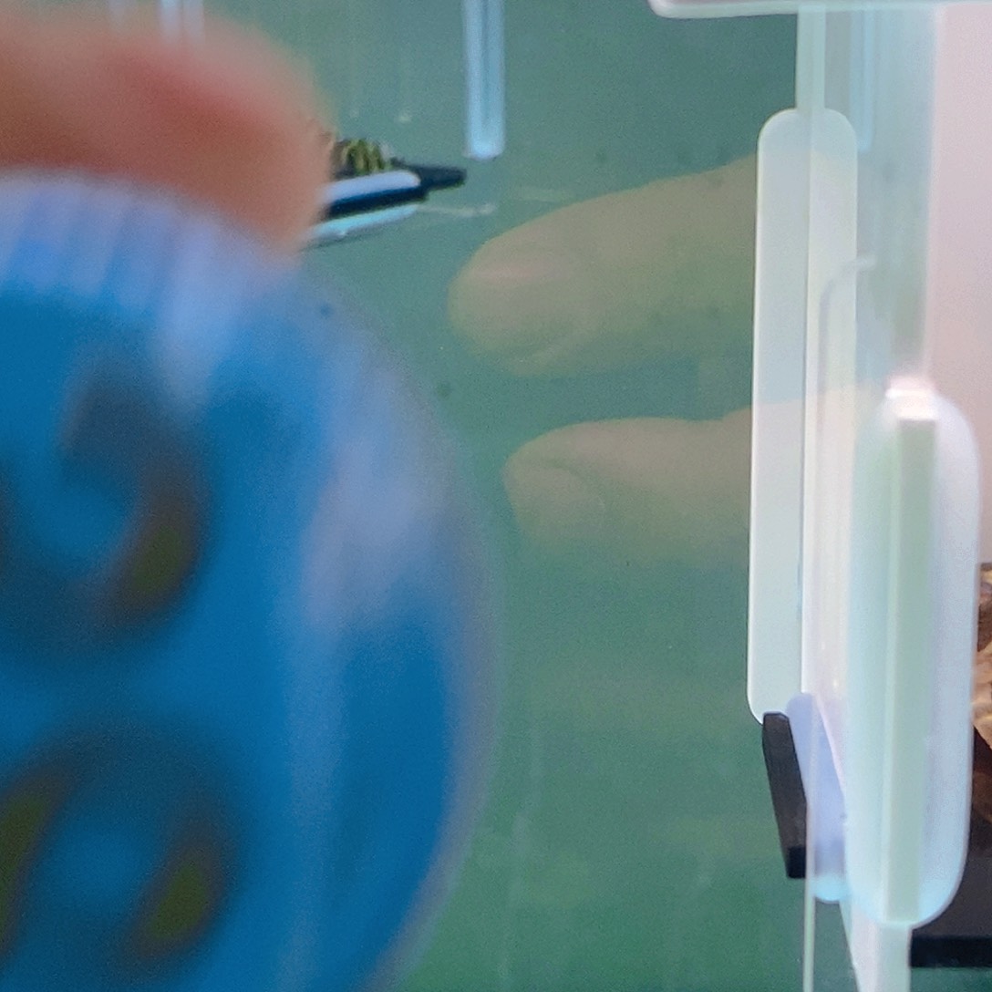 清道夫鱼黑白异型38号