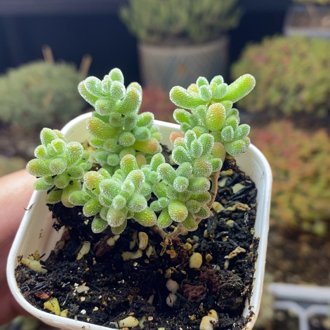 961号冰晶枝干多肉