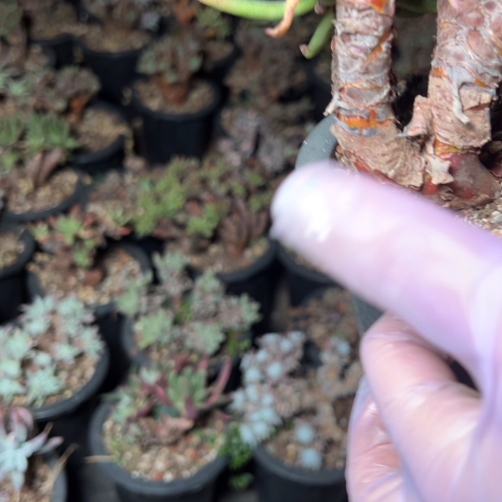 M**闵810哈哈哈哈哈哈哈哈哈多肉