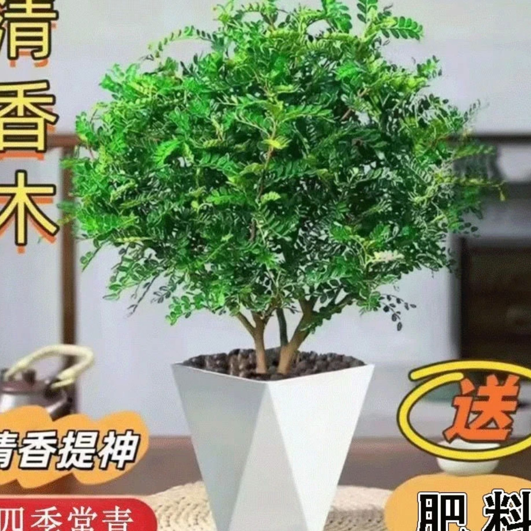 清香木盆栽烘焙强力驱蚊草绿植四季绿花卉室内胡椒木好养净化空气