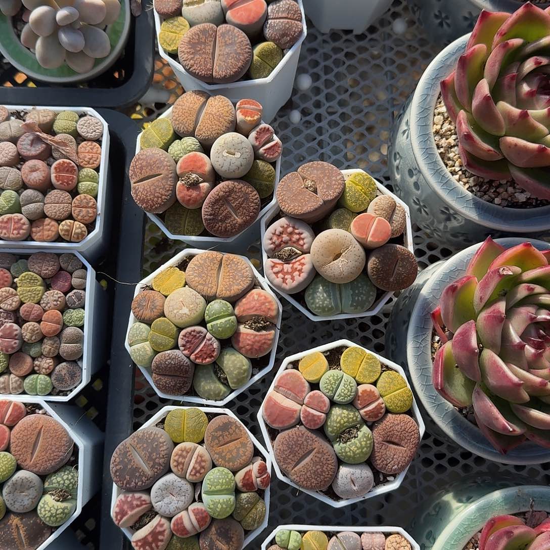 大号生实花多肉植物