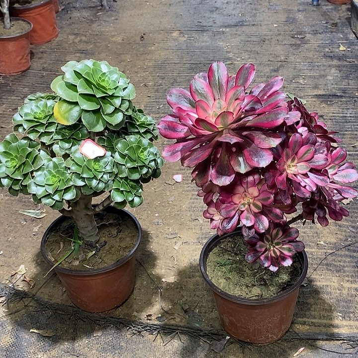 3，2颗多肉法师多肉法师