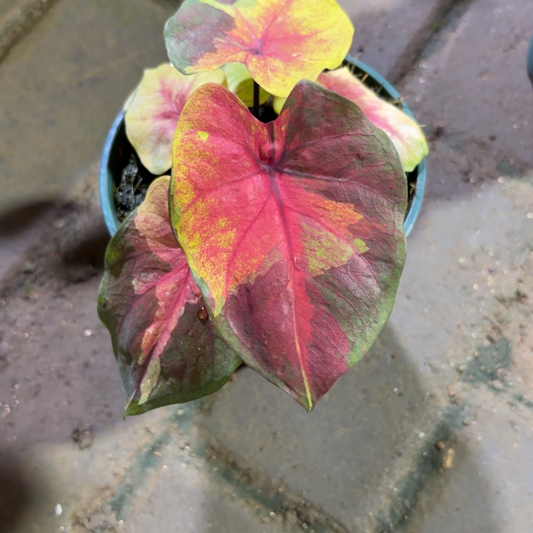 落日天空泰国64-0908