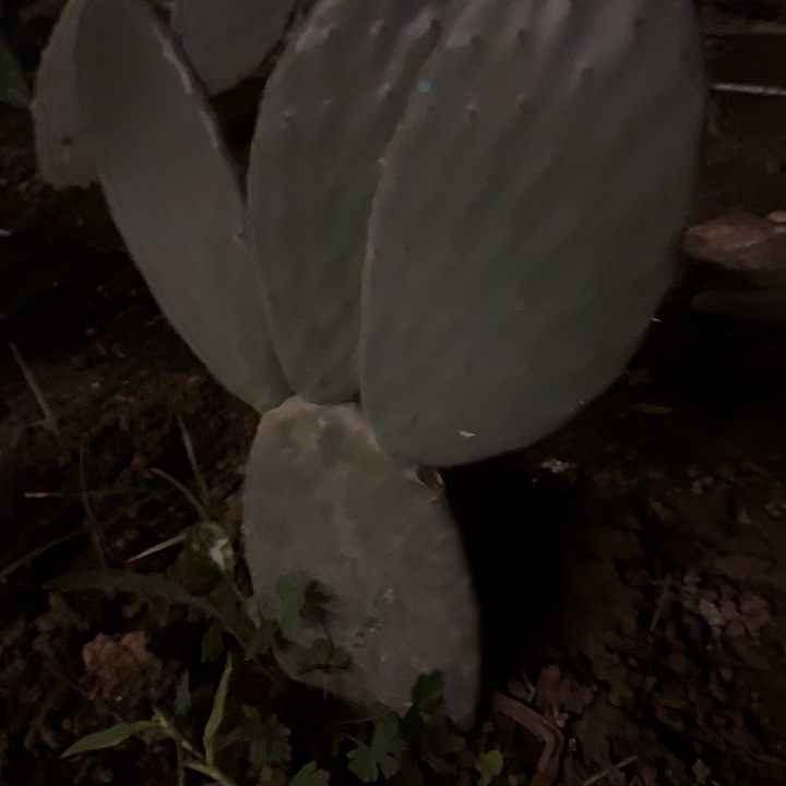 完全开放云钻3头整棵