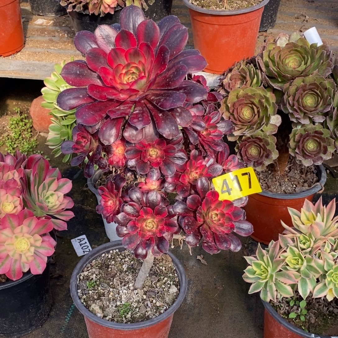 香奈多肉法师红色417