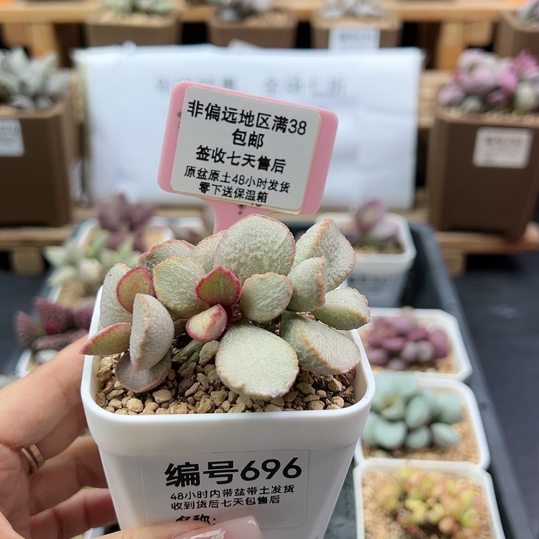 696妖姬多肉植物