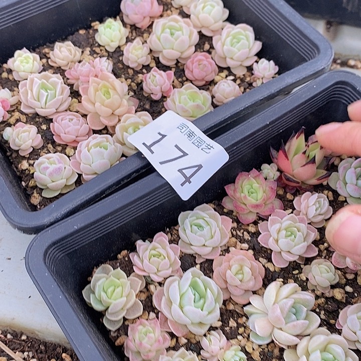 174 多肉植物盆栽花卉植物