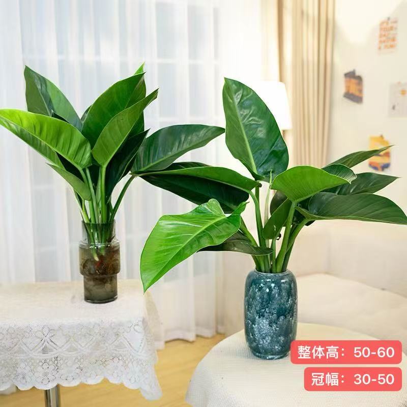 拍一发二大王金钻绿公主50-60cm室内桌面夏天美观盆栽好养不带盆